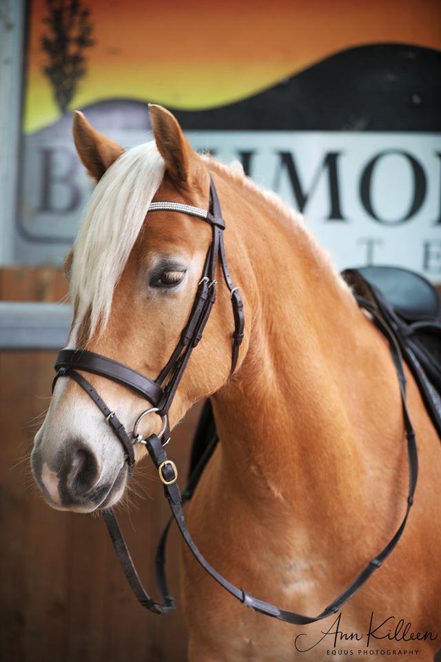 Haflinger Ponies